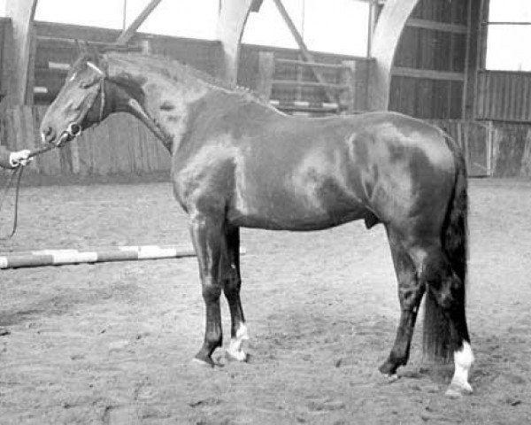 horse Karabijn (Royal Warmblood Studbook of the Netherlands (KWPN), 1969, from Diadeem)