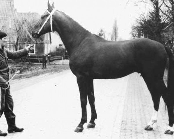 stallion Diadeem (Selle Français, 1962, from Emperador xx)