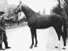 stallion Diadeem (Selle Français, 1962, from Emperador xx)