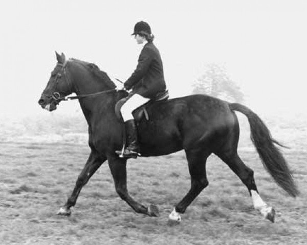 stallion Juburg (KWPN (Royal Dutch Sporthorse), 1968, from Diadeem)