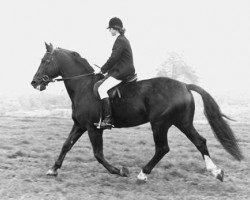 Deckhengst Juburg (KWPN (Niederländisches Warmblut), 1968, von Diadeem)