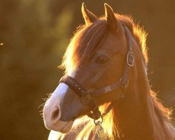 Zuchtstute For You (Welsh-Cob (Sek. C), 2000, von Limes Double Shamrock)