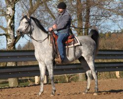 Pferd Palatynat (Vollblutaraber, 2011, von Ararat ox)