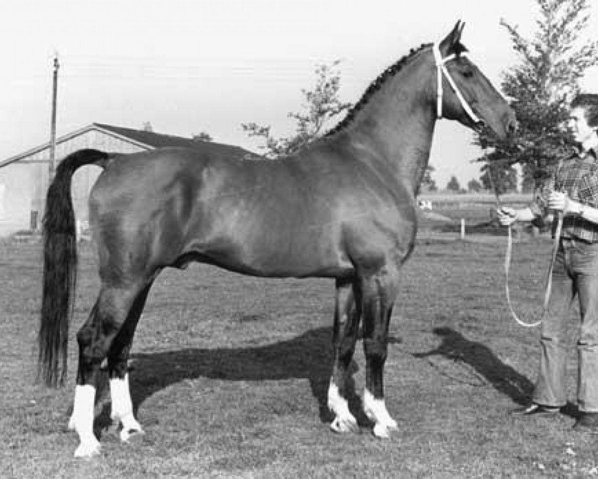 Deckhengst Huzaar (Gelderländer, 1966, von Amor)