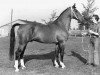 stallion Huzaar (Gelderland, 1966, from Amor)