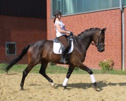 dressage horse Dartagnon Jowe (Oldenburg, 2010, from Desperados FRH)