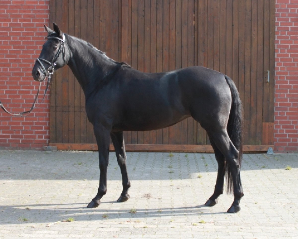 broodmare Georgina 189 (Oldenburg, 2009, from Swarovski)