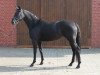 broodmare Georgina 189 (Oldenburg, 2009, from Swarovski)