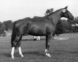 broodmare Love Story (Oldenburg, 1980, from Freiherr)