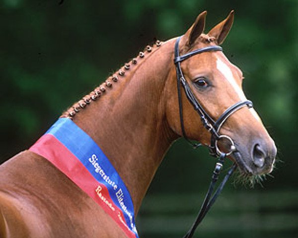 broodmare Love Story V (Oldenburg, 2001, from Donnerhall)