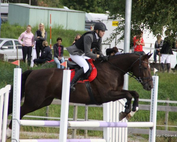 Pferd Engedal´s Spinel (Dänisches Warmblut, 2005, von Smaaragd)