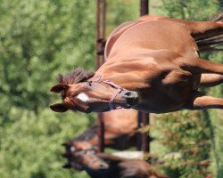 broodmare Lalamandi (Hanoverian, 2005, from Londonderry)