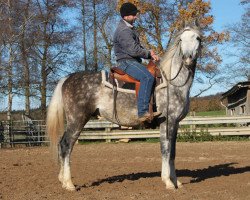 horse Ceder ox (Arabian thoroughbred, 2011, from Kulig ox)