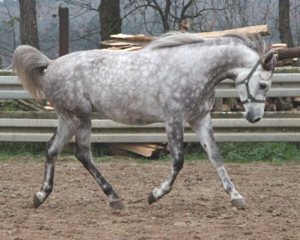 Pferd Angurion ox (Vollblutaraber, 2011, von Equifor ox)