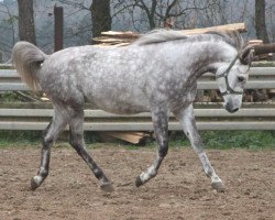 horse Angurion ox (Arabian thoroughbred, 2011, from Equifor ox)