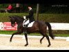 dressage horse Rudolpho 15 (Oldenburg, 2005, from Rubinero 2)