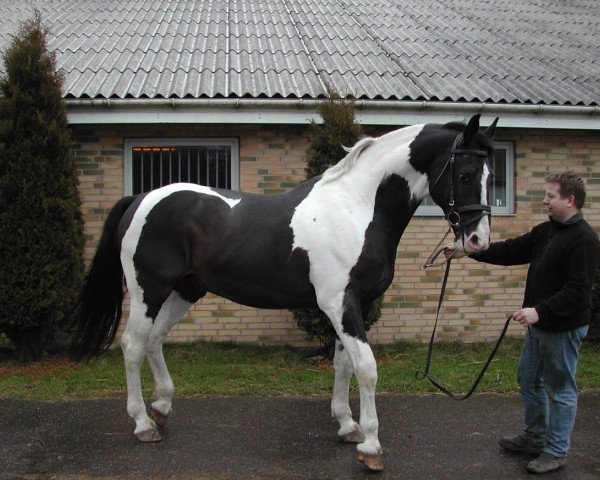 stallion Smaaragd (Pinto / Small Riding Horse, 1985, from Samber)