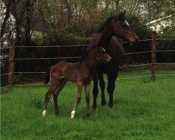 stallion Carrington SR (Holsteiner, 2014, from Contendro I)