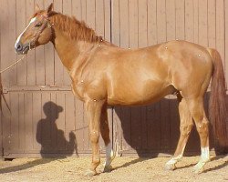 stallion Enzau du Poncel (Selle Français, 1992, from Rosire)