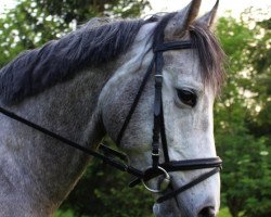 horse Villam (Hungarian Warmblood, 2009, from Enzau du Poncel)