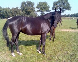 broodmare Spitzmaus (Oldenburg, 1998, from Sandro Hit)