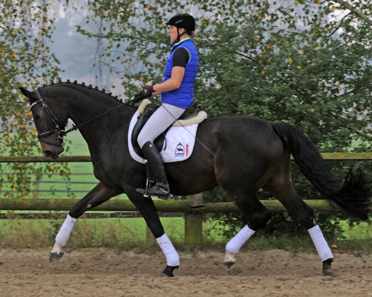 broodmare Don's Diamantina (Westphalian, 2008, from Diamond Hit)