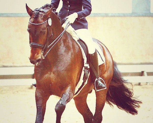 dressage horse Romualdo H (Rhinelander, 2005, from Rockwell)