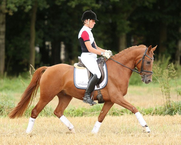 horse Titus (German Riding Pony, 2010, from Timberland)
