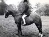 broodmare Sarnau Venus (British Riding Pony, 1964, from Bwlch Valentino)