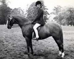 Zuchtstute Sarnau Venus (British Riding Pony, 1964, von Bwlch Valentino)