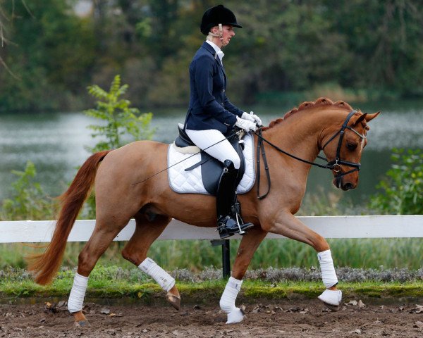 dressage horse Ehrenhains Grannus Gold (German Riding Pony, 2011, from Golden Speed Star)