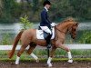 Dressurpferd Ehrenhains Grannus Gold (Deutsches Reitpony, 2011, von Golden Speed Star)