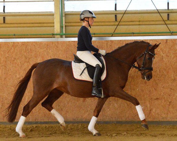 dressage horse Gracy Lou (German Riding Pony, 2010, from Gandalf)
