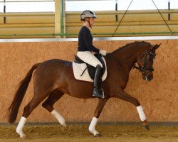 dressage horse Gracy Lou (German Riding Pony, 2010, from Gandalf)