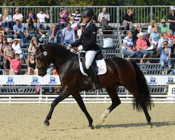 stallion Dreamer 46 (German Riding Pony, 2011, from Dance Star AT)