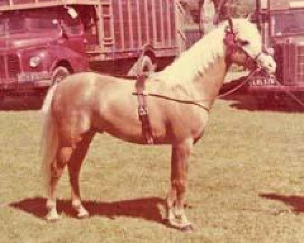 stallion Sarnau Royal Gold (Arab half breed / Partbred, 1959, from Highlight Creme Puff)