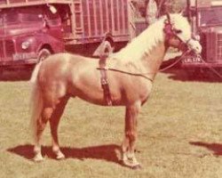 Deckhengst Sarnau Royal Gold (Arabisches Halbblut / Partbred, 1959, von Highlight Creme Puff)