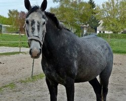 jumper Scarlet Ohara (Lipizzaner, 2008)