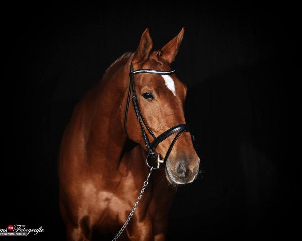 broodmare Quadriga B (German Sport Horse, 2006, from Quaterman I)