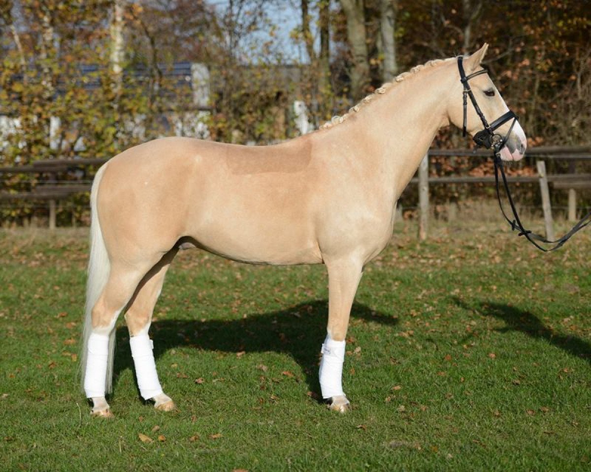 Dressurpferd White Socks 35 (Deutsches Reitpony, 2008, von White Gold B)