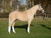 Dressurpferd White Socks 35 (Deutsches Reitpony, 2008, von White Gold B)