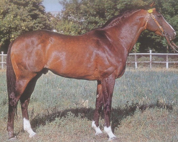stallion Anilin xx (Thoroughbred, 1961, from Element xx)