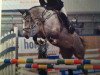 jumper Atlanta 527 (German Sport Horse, 2009, from American Pie)