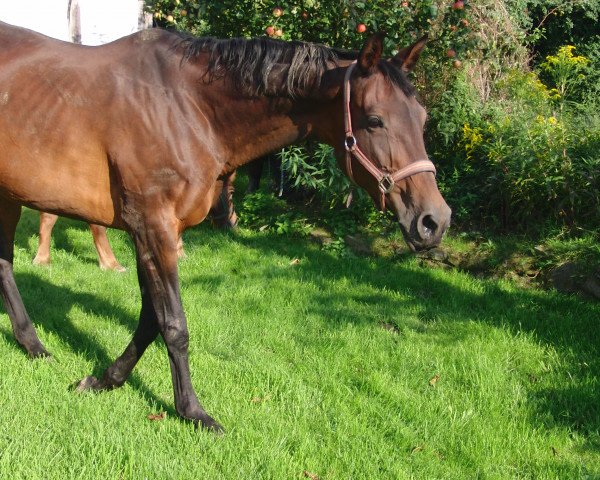 Zuchtstute Gykona (Trakehner, 1994, von Upan la Jarthe AA)