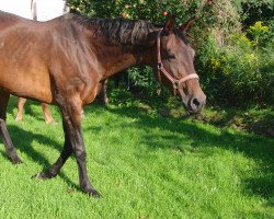 Pferd Gykona (Trakehner, 1994, von Upan la Jarthe AA)