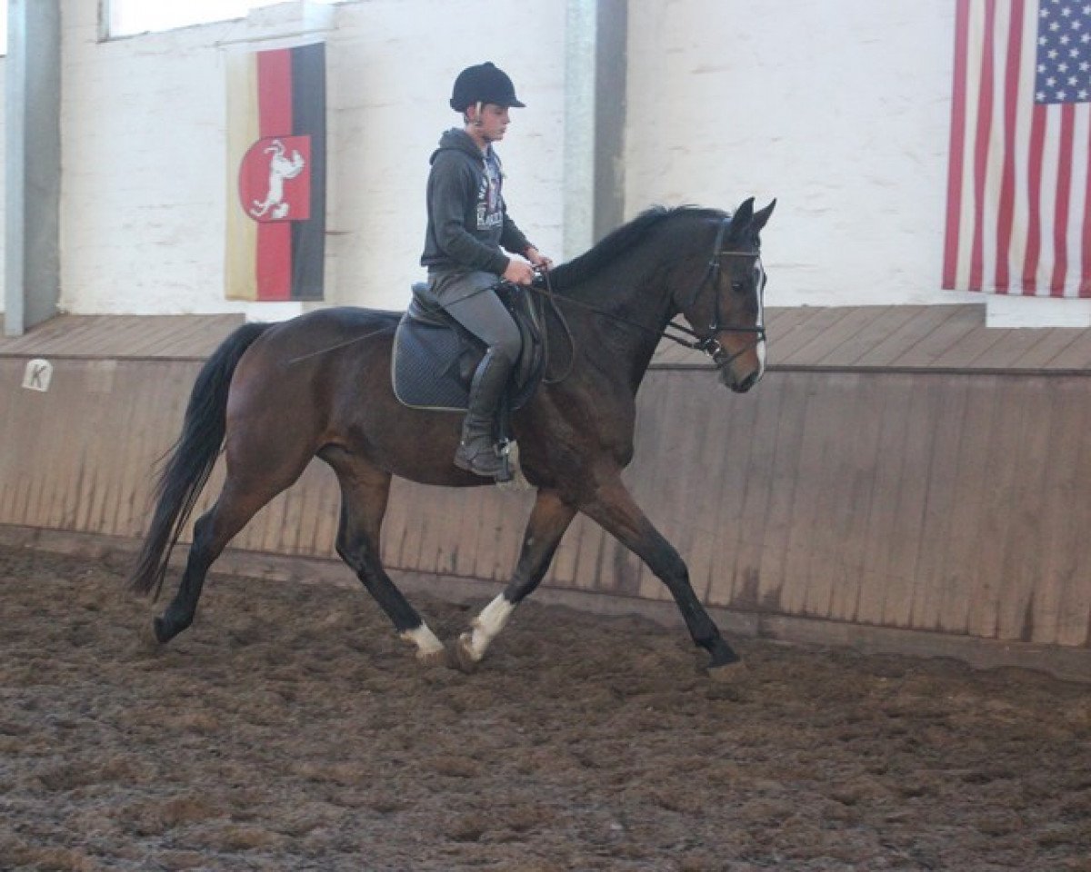 jumper Pellegrino 52 (Oldenburg, 2010, from Prinz Pablo)