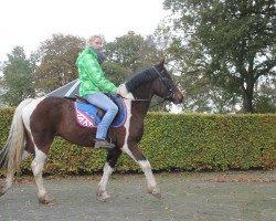 jumper Kohinoor Damson Queen (Welsh Partbred, 2011, from Glantraeth Welsh Treasure)