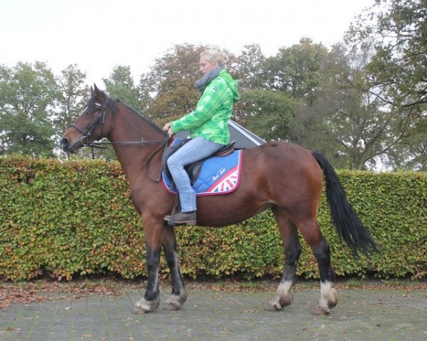 Pferd Princess (Welsh-Cob (Sek. D), 2009, von Powysvalley Monteray)