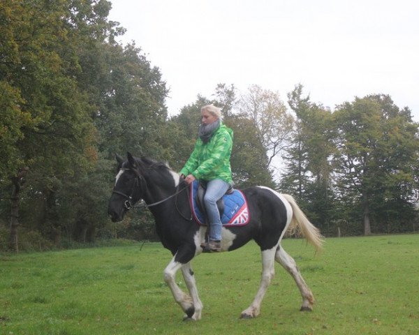 Springpferd Cherry (Tinker-Mix / Pinto Tinker / Crossbreed, 2007)