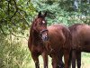 dressage horse Dusty Twonelly (German Warmblood, 2001, from Dark Rubin)